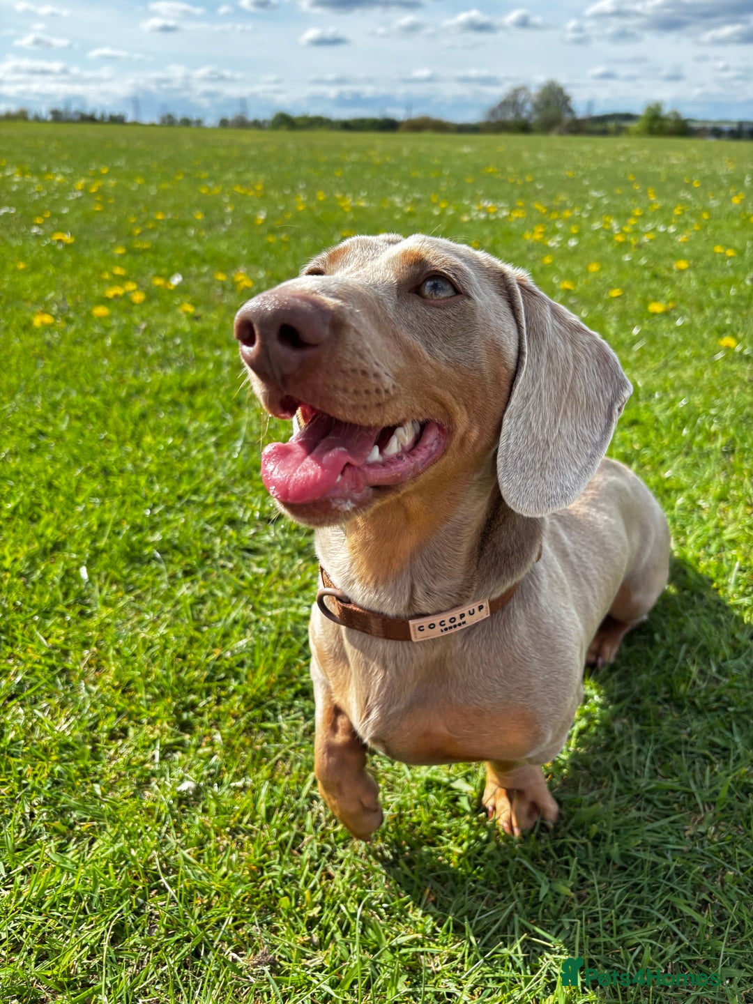 Miniature Dachshund dogs for stud: KC registered Isabelle & Tan  in Pontefract - Advert 4