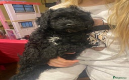 Cavapoochon dogs for sale: Gorgeous litter of Cavapoochon  - Image 17