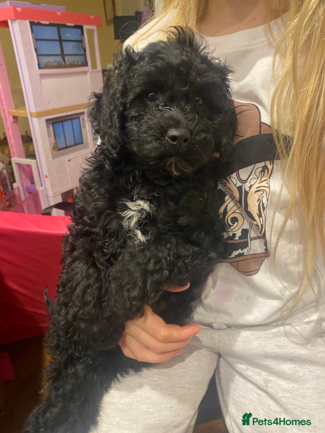 Cavapoochon dogs for sale: Gorgeous litter of Cavapoochon  - Image 17