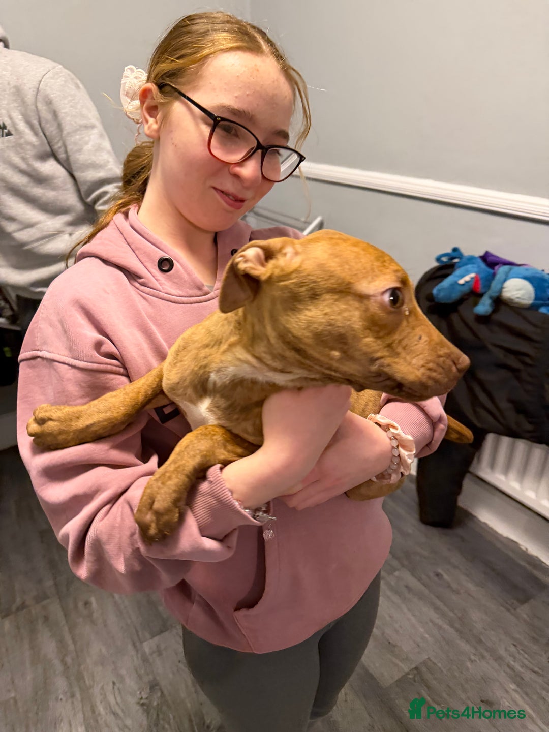 Staffordshire Bull Terrier dogs for sale: Female staff puppy - Advert 15