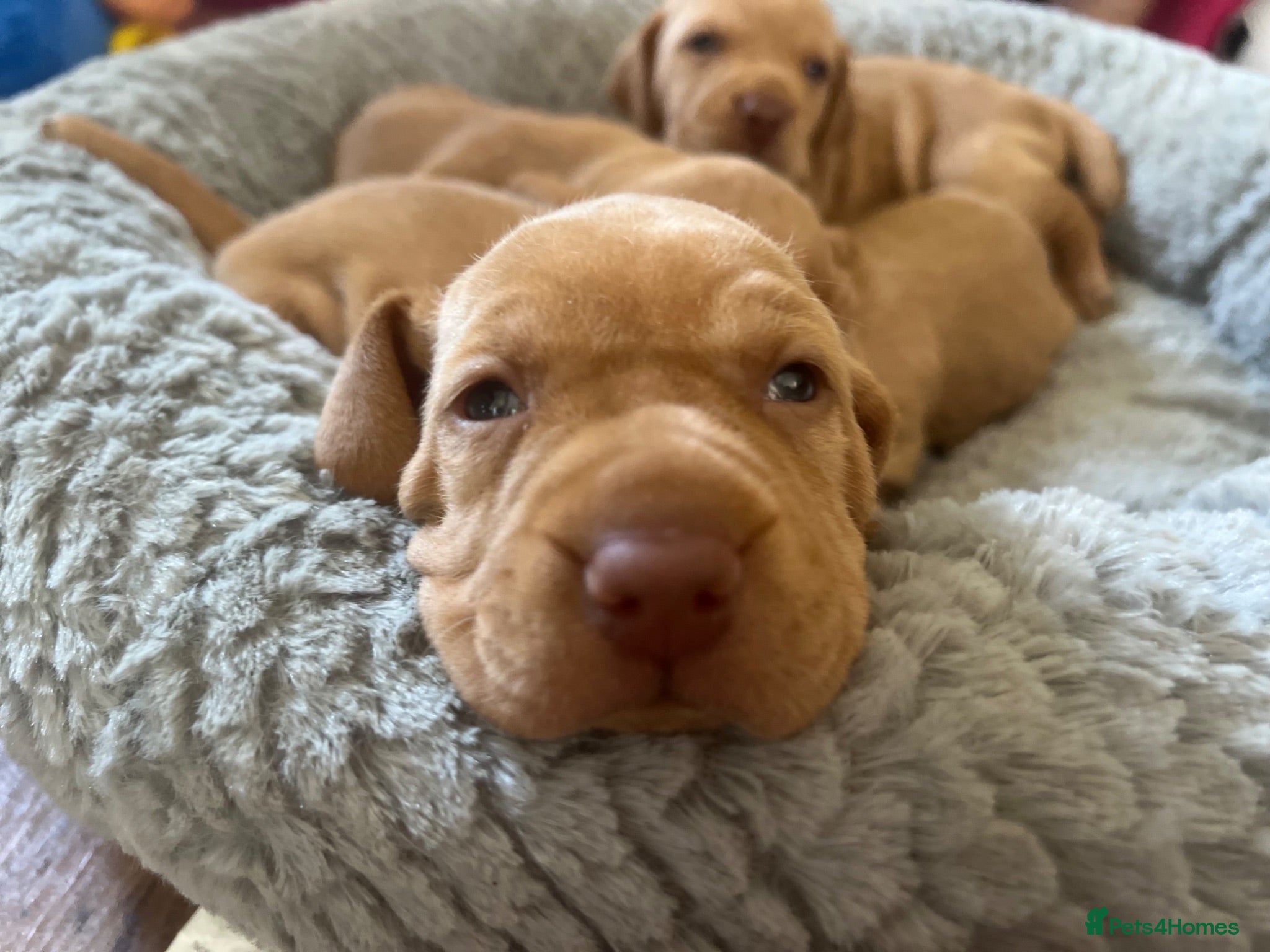 Hungarian Vizsla dogs Crufts Best in Show & Elite working Bloodlines - Advert 10