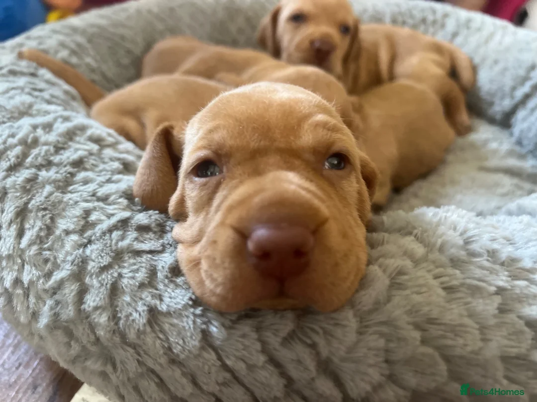 Hungarian Vizsla dogs for sale: Crufts Best in Show & Elite working Bloodlines - Advert 1