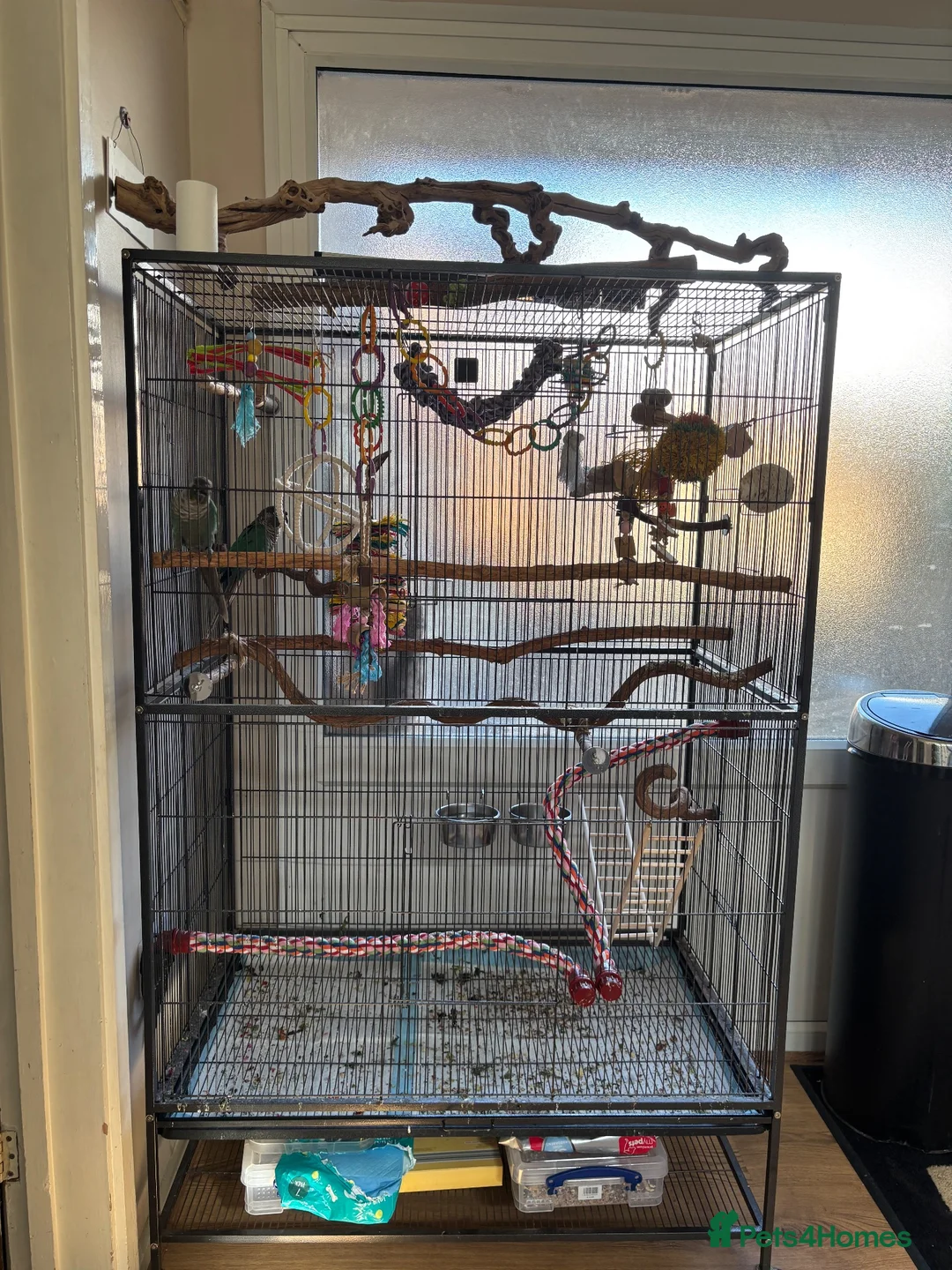 Conures birds for sale: Pair of green cheek conures in Stevenage - Advert 4