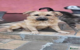 Mixed Breed dogs for adoption: BARLEY, 6mo, small - loves dogs, kids,cats/loving - Image 8