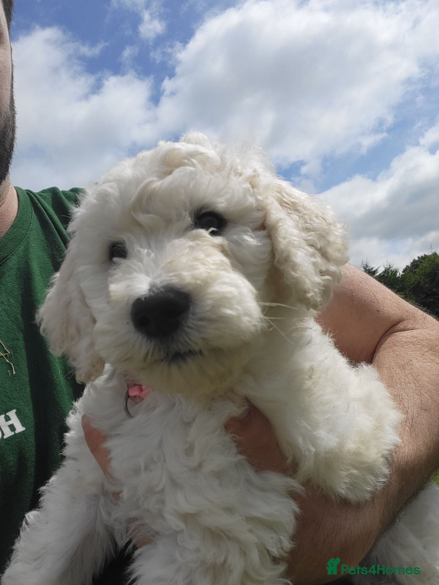 Standard Poodle dogs Standard Poodle Puppies  - Advert 4