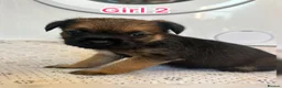 Border Terrier dogs for sale: Border terrier puppy’s  - Advert 11