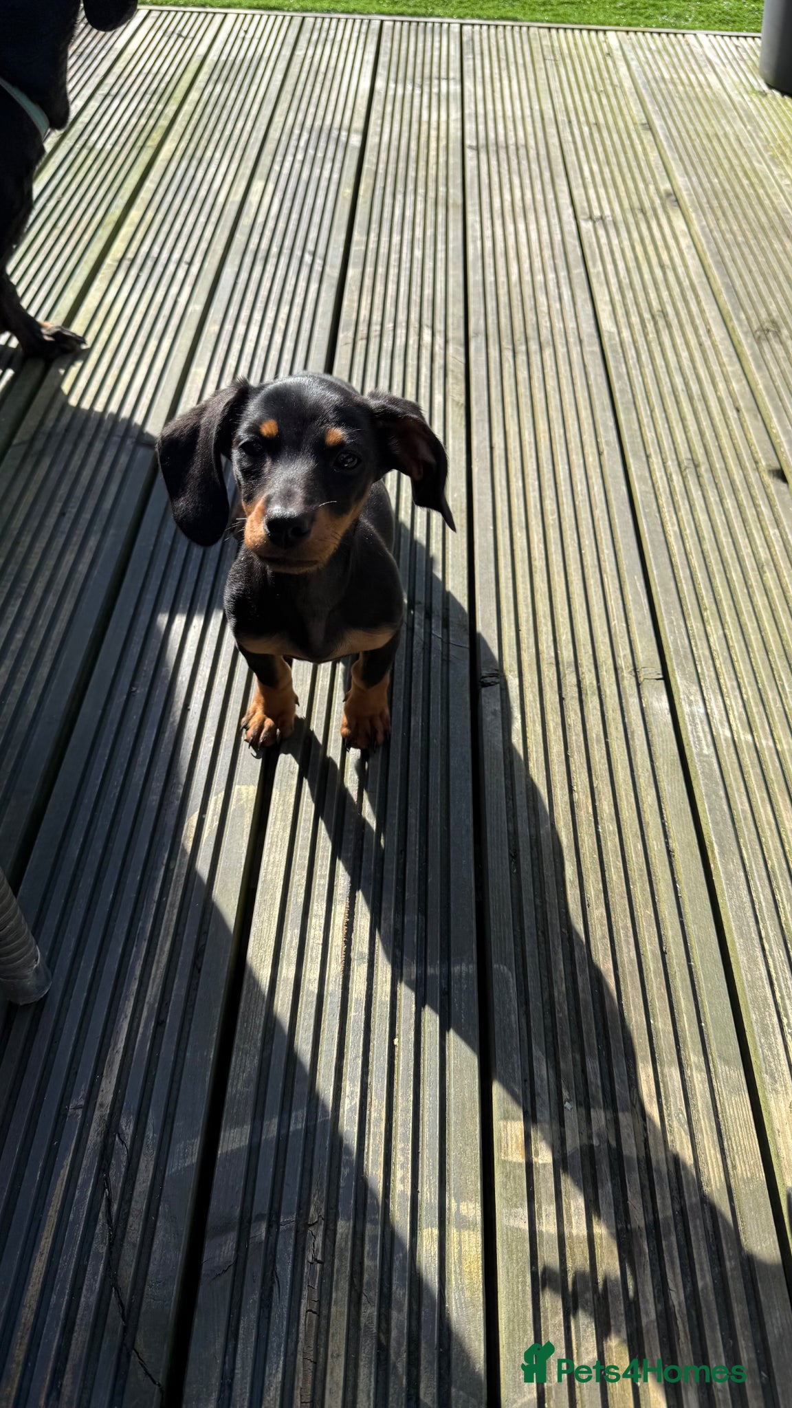 Dachshund dogs for sale: Last of the litter Female.  - Advert 3