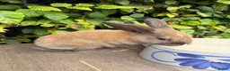 Mixed Breed rabbits for sale: Lovely Rabbit Looking for a New Home - Advert 5