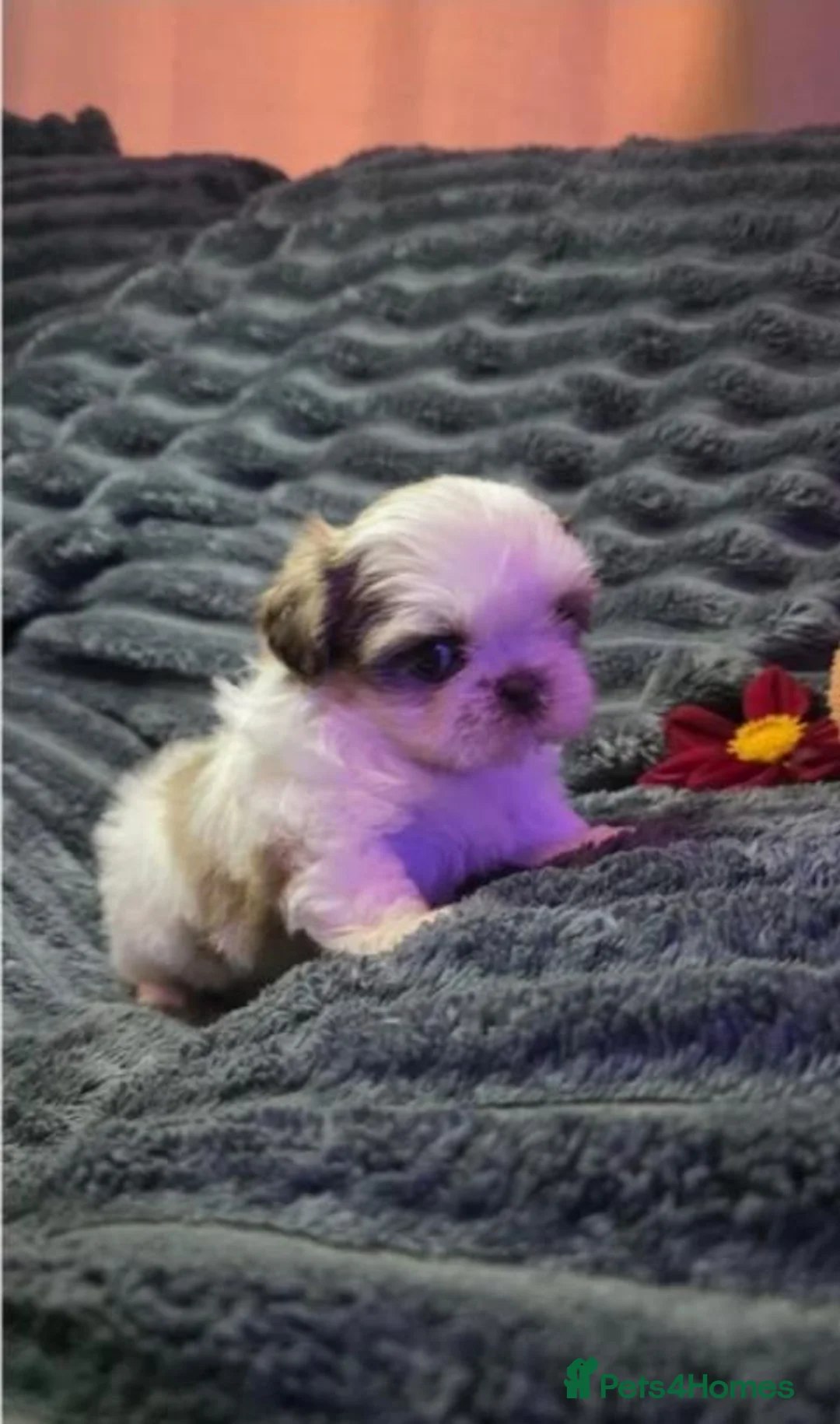 Shih Tzu dogs for sale: Shih Tzu Puppies – Looking for Their Forever Homes - Advert 7