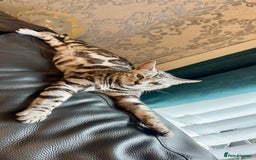 Bengal cats for sale: Stunning Pure Silver Bengal Female! - Image 4