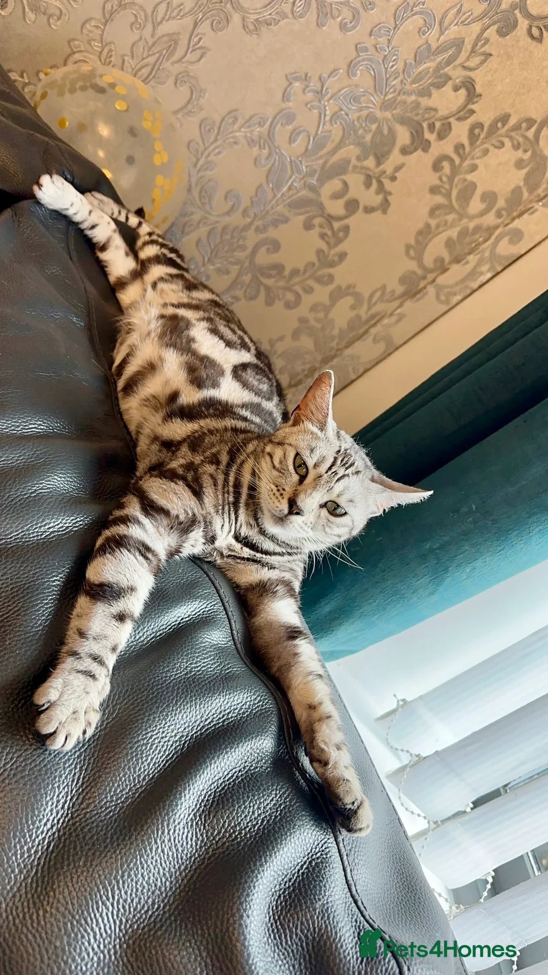 Bengal cats for sale: Stunning Pure Russian Silver Bengal Female!! - Advert 4