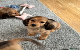 Miniature Dachshund dogs for sale: Longhaired shaded red puppies - Image 17