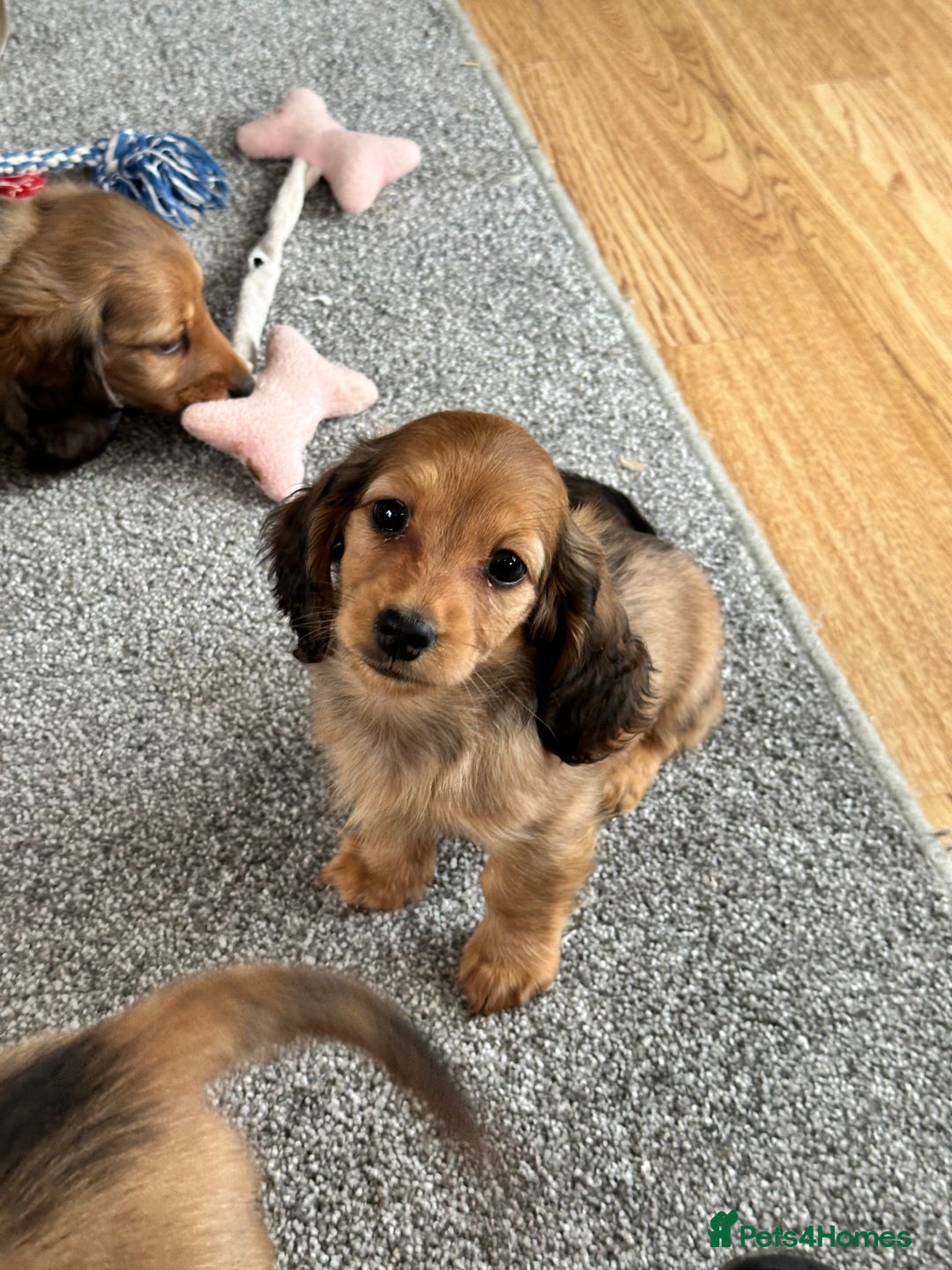 Miniature Dachshund dogs for sale: Longhaired shaded red puppies - Image 17