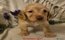 Cocker Spaniel dogs for sale: Exceptional KC Reg Working Cocker Spaniel Puppies - Image 7