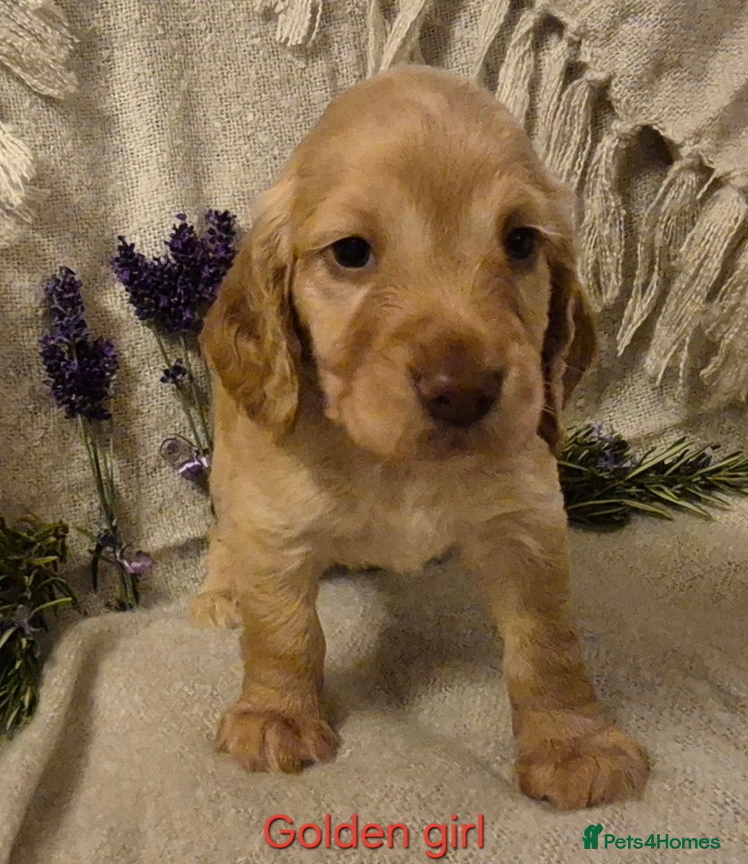 Cocker Spaniel dogs for sale: Exceptional KC Reg Working Cocker Spaniel Puppies - Image 7