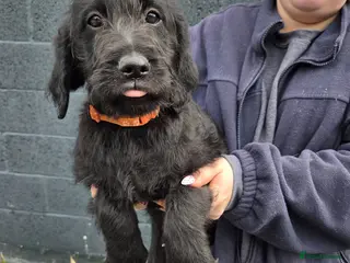 Labradoodle dogs Standard Labradoodle pups - Advert 6