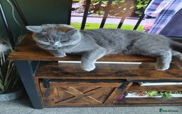 Mixed Breed cats for sale: Two indoor females seeking loving home together  - Image 14