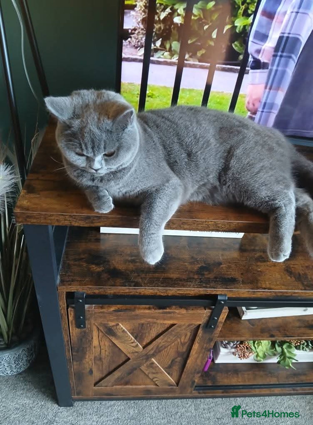 Mixed Breed cats for sale: Two indoor females seeking loving home together  - Image 14