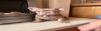 French Bulldog 1