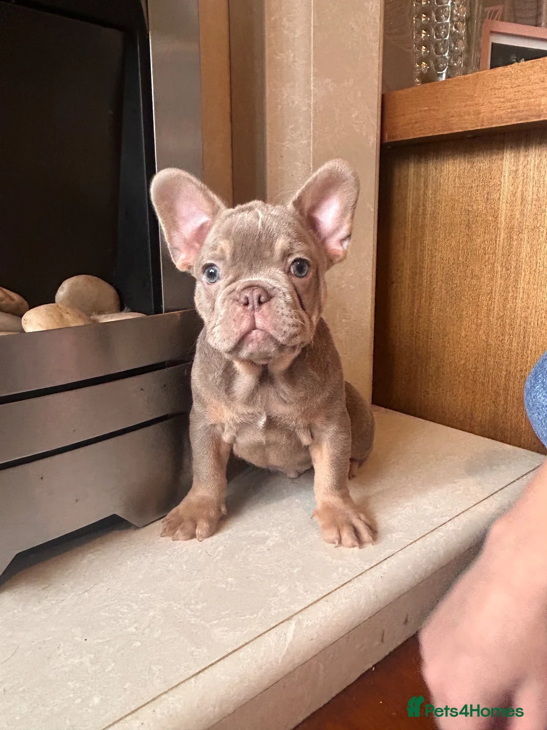 French Bulldog dogs for sale: French bull dog puppies in Manchester - Advert 15