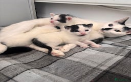 Mixed Breed cats for sale: Kittens available for sale with heterochromia - Image 14