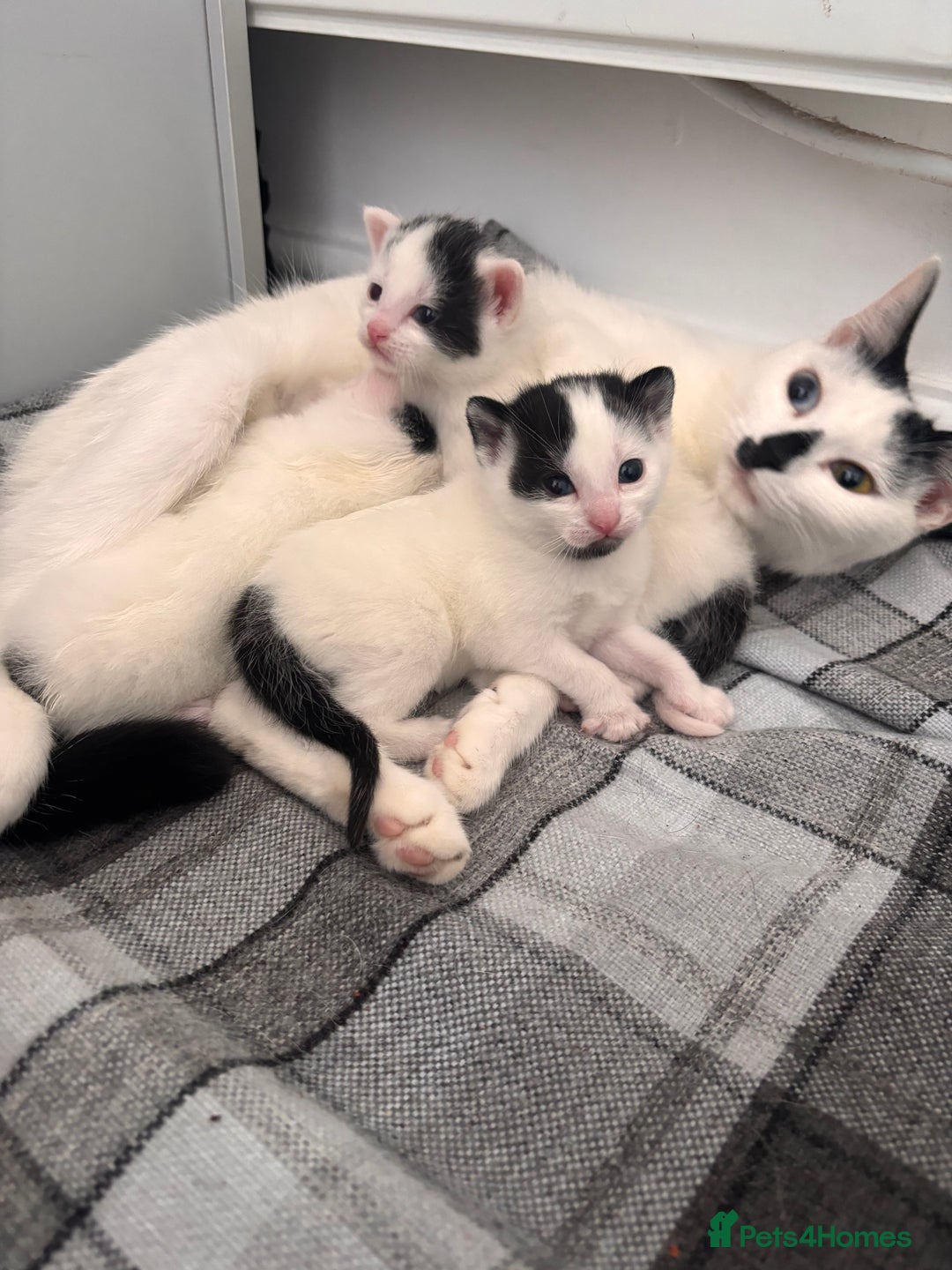 Mixed Breed cats for sale: Kittens available for sale with heterochromia - Image 14
