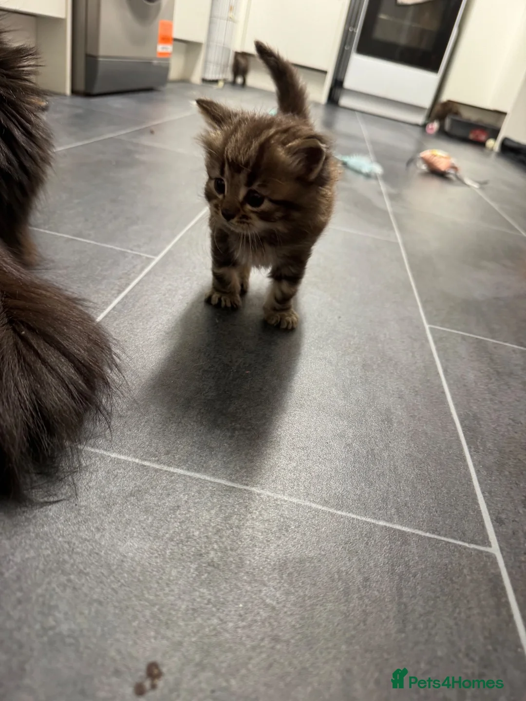 Ragdoll cats for sale: Ragdoll Cross Kittens  - Advert 1