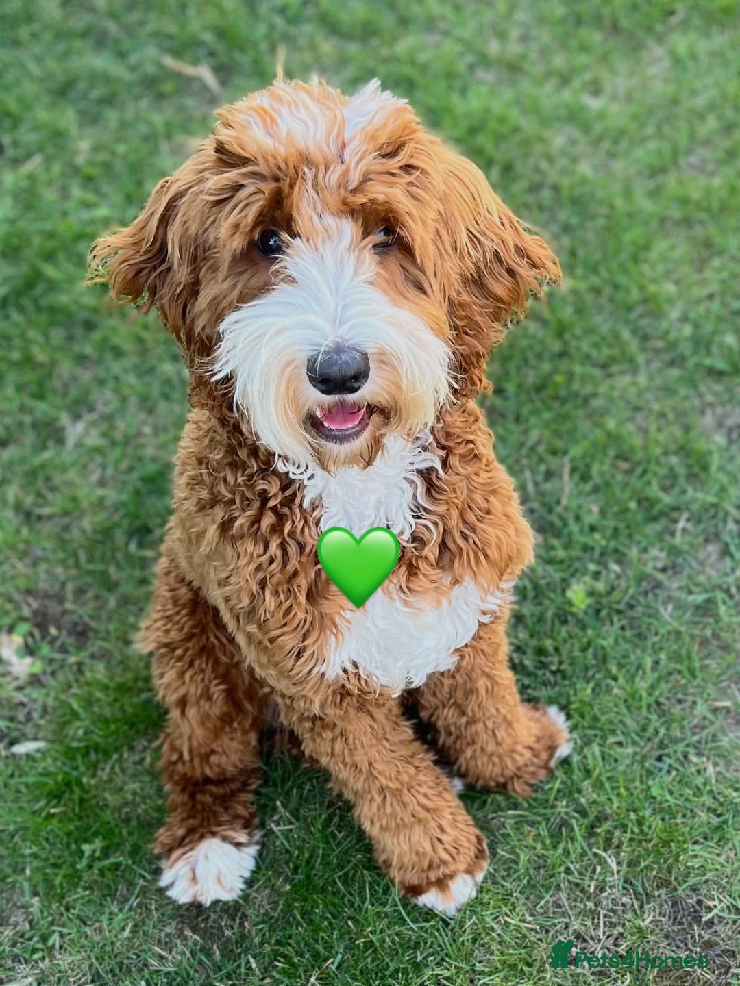 Goldendoodle dogs for sale: Australian Labradoodle RED&White TUX -Waiting list - Image 3