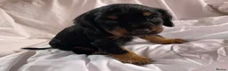 Cocker Spaniel dogs for sale: Blue&Lemon Roan Show Type English cocker puppies  - Advert 18