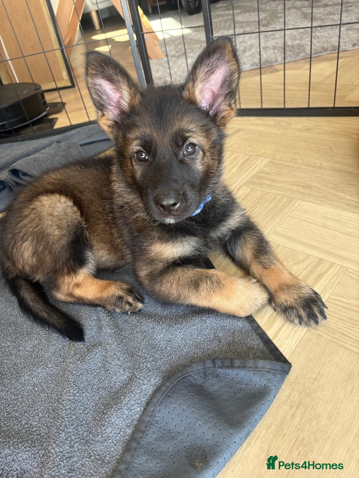 German Shepherd dogs 🐾 Working line German Shepherd puppies 🐾  - Advert 2