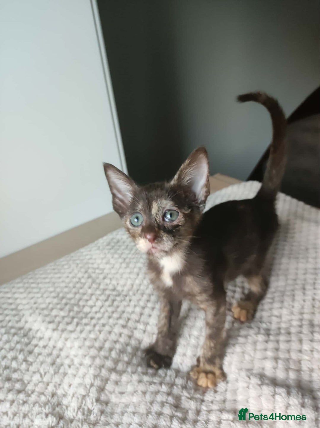 Siamese cats for sale: Siamese x rex cross kittens - Advert 8