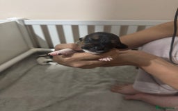 Jack Russell dogs for sale: 5 Jack Russel Puppies - Image 9