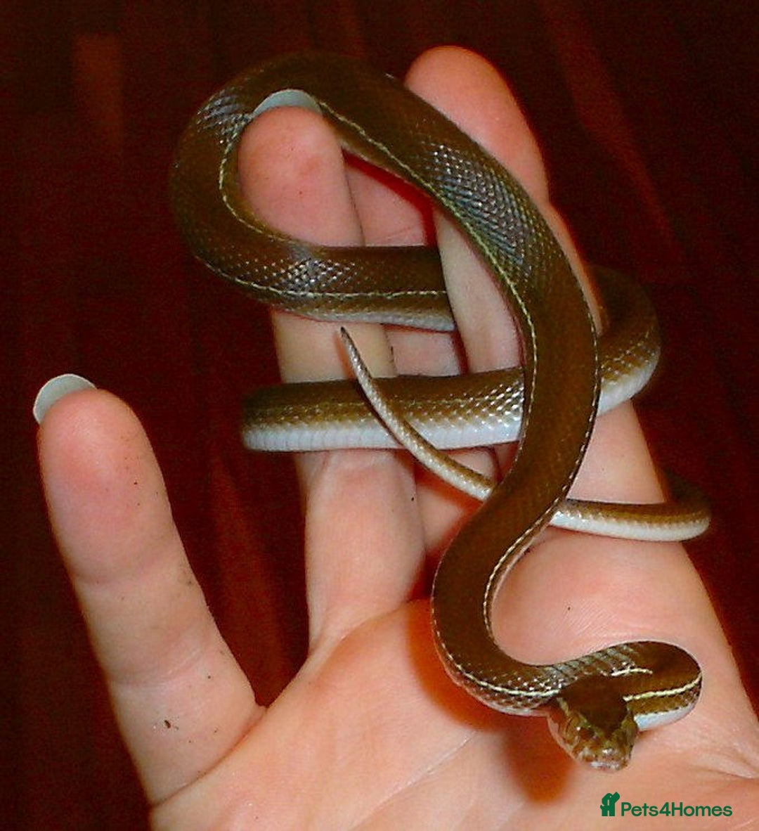 Snake reptiles for sale: African house snake juvenile  - Image 3