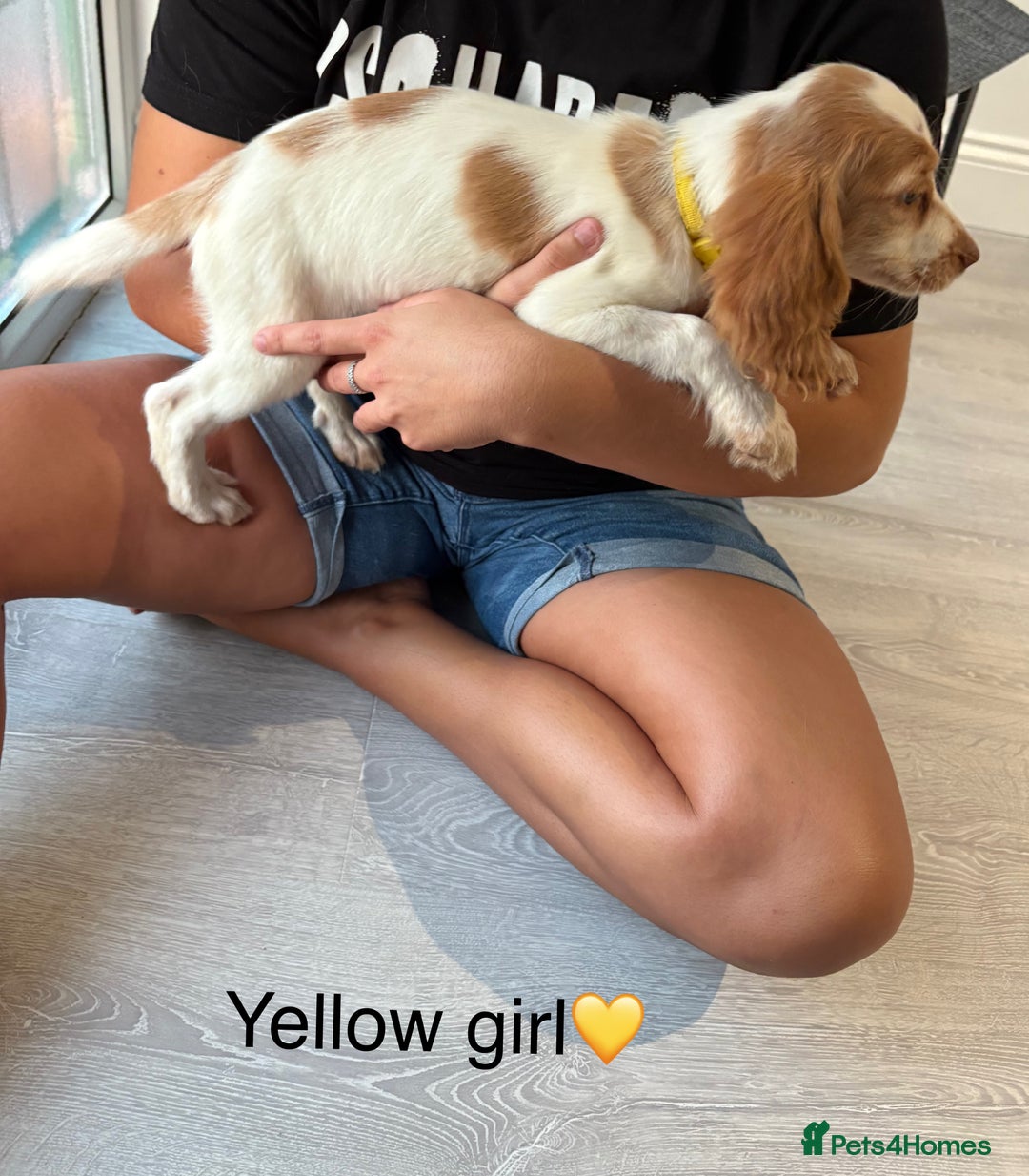 Cocker Spaniel dogs for sale: (2 left) Working cocker Spaniels - Image 4