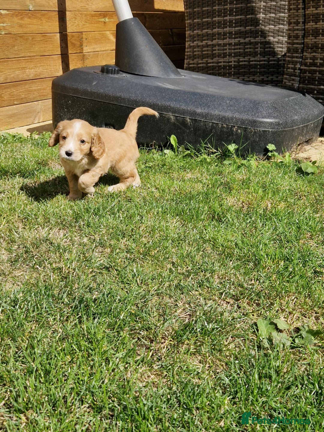 Mixed Breed dogs for sale: Beautiful Cavapoo X puppies - Image 13