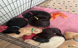 Labrador Retriever dogs for sale: Beautiful labrador - last girl (yellow collar) - Image 23