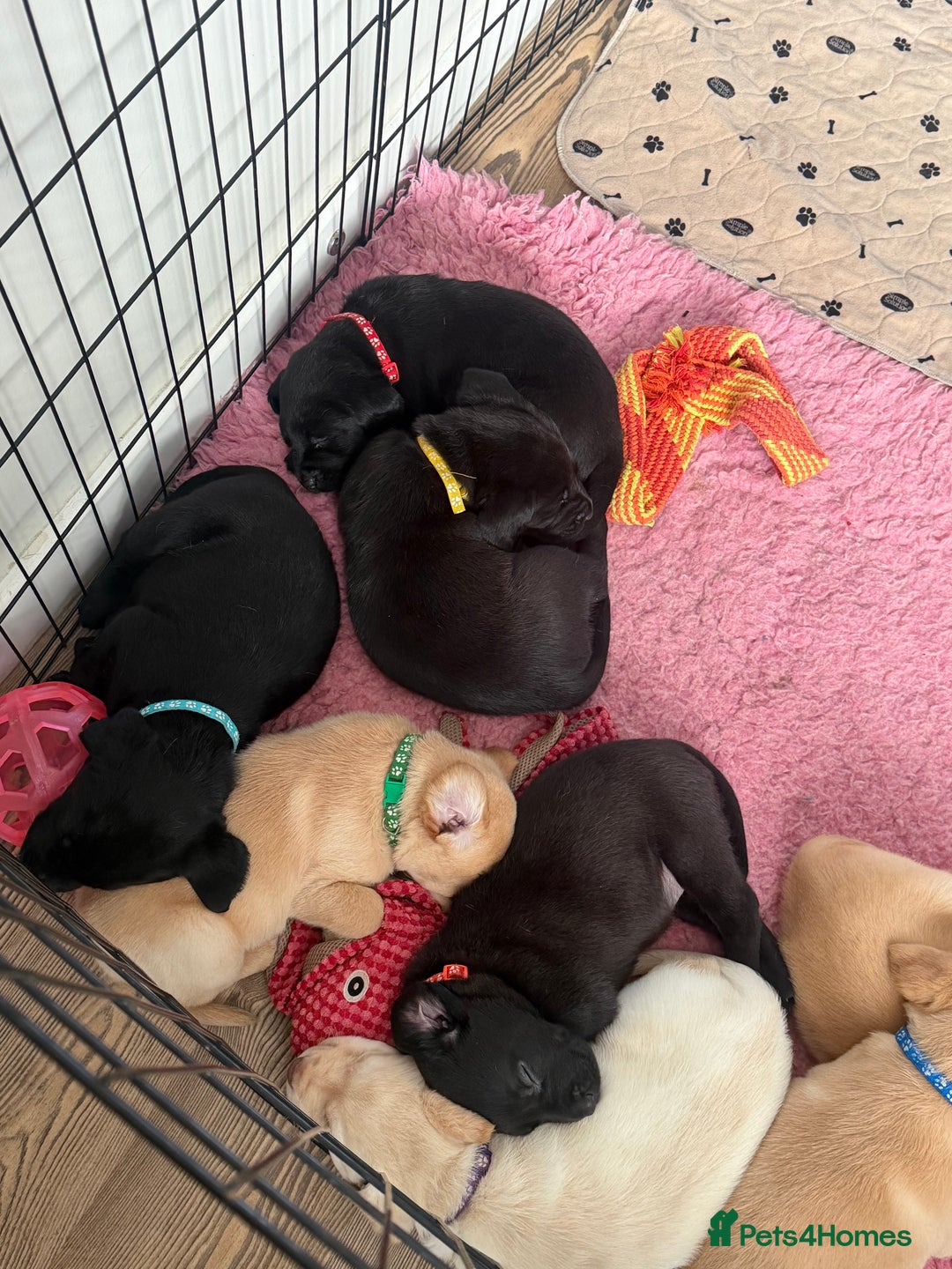 Labrador Retriever dogs for sale: Beautiful labrador - last girl (yellow collar) - Image 23