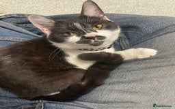 British Shorthair cats for sale: 7 month old British short hair mix kitten  - Image 1