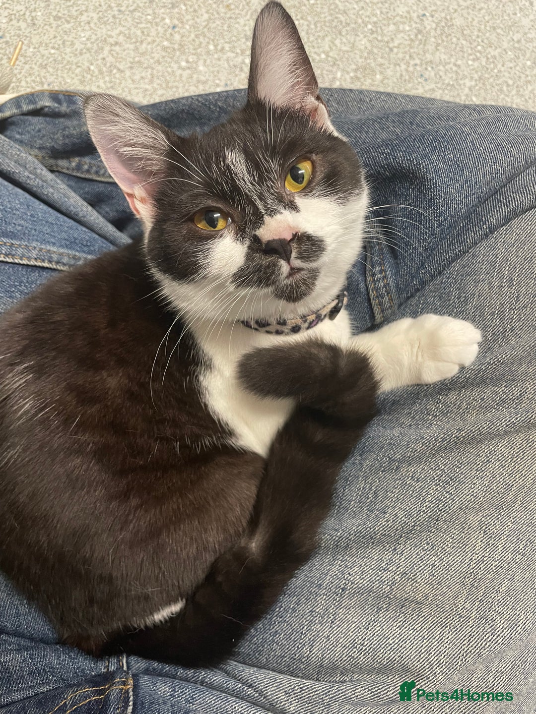 British Shorthair cats for sale: 7 month old British short hair mix kitten  - Image 1
