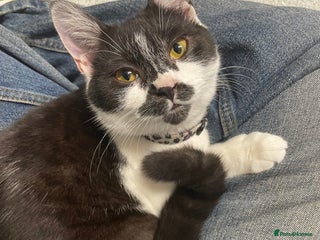 British Shorthair cats for sale - Advert 1