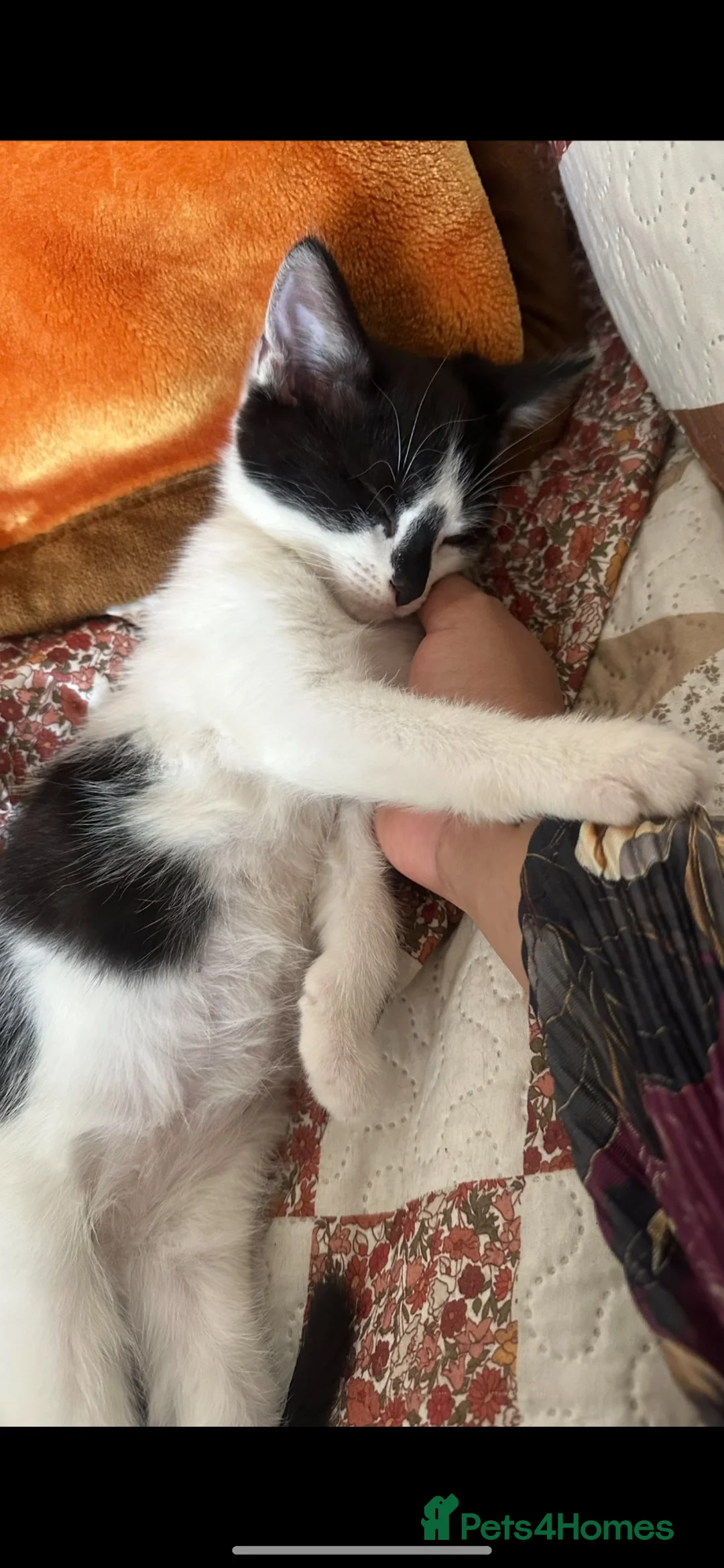 Mixed Breed cats for sale: Affectionate Mixed breed kittens for sale - Advert 5