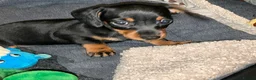 Miniature Dachshund dogs for sale: Kennel club registered pedigree dachshund - Advert 5