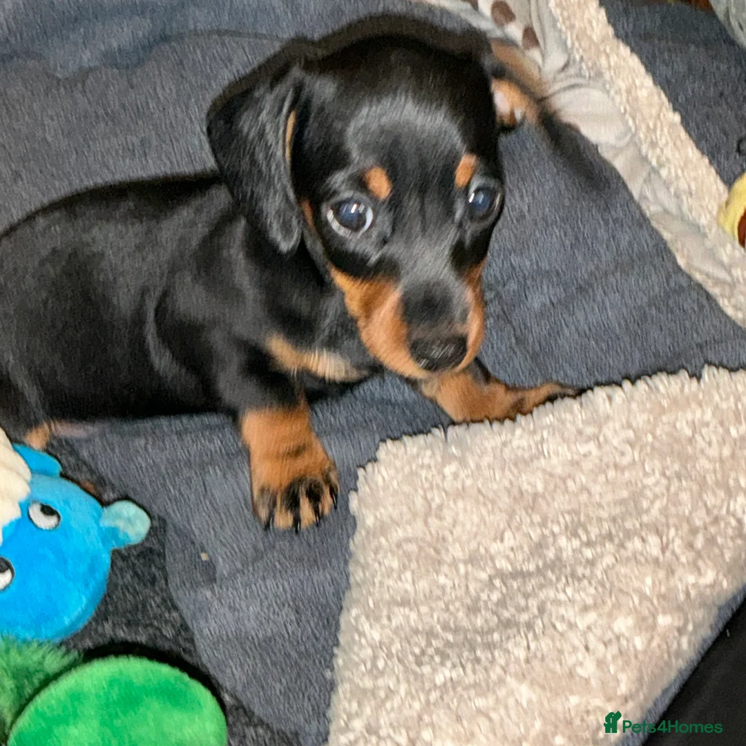 Miniature Dachshund dogs for sale: Kennel club registered pedigree dachshund - Advert 5
