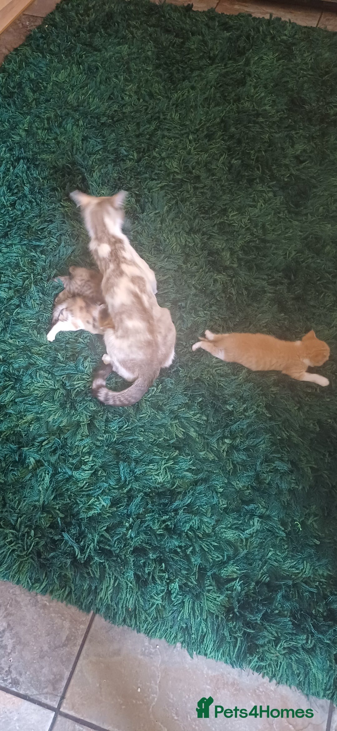 Mixed Breed cats for sale: Kittens ready for homes - Image 8