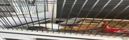 Guinea Pig rodents for sale: 2 female Guinea pigs and cage  in Staines - Advert 3