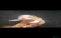 Olde English Bulldogge dogs for sale: Old English Bulldog Puppies - Image 14