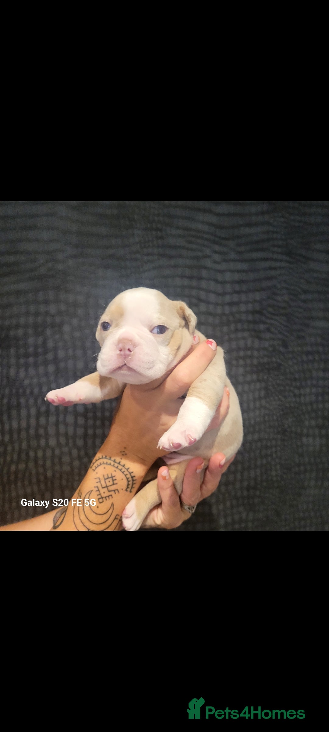 Olde English Bulldogge dogs for sale: Old English Bulldog Puppies - Image 14