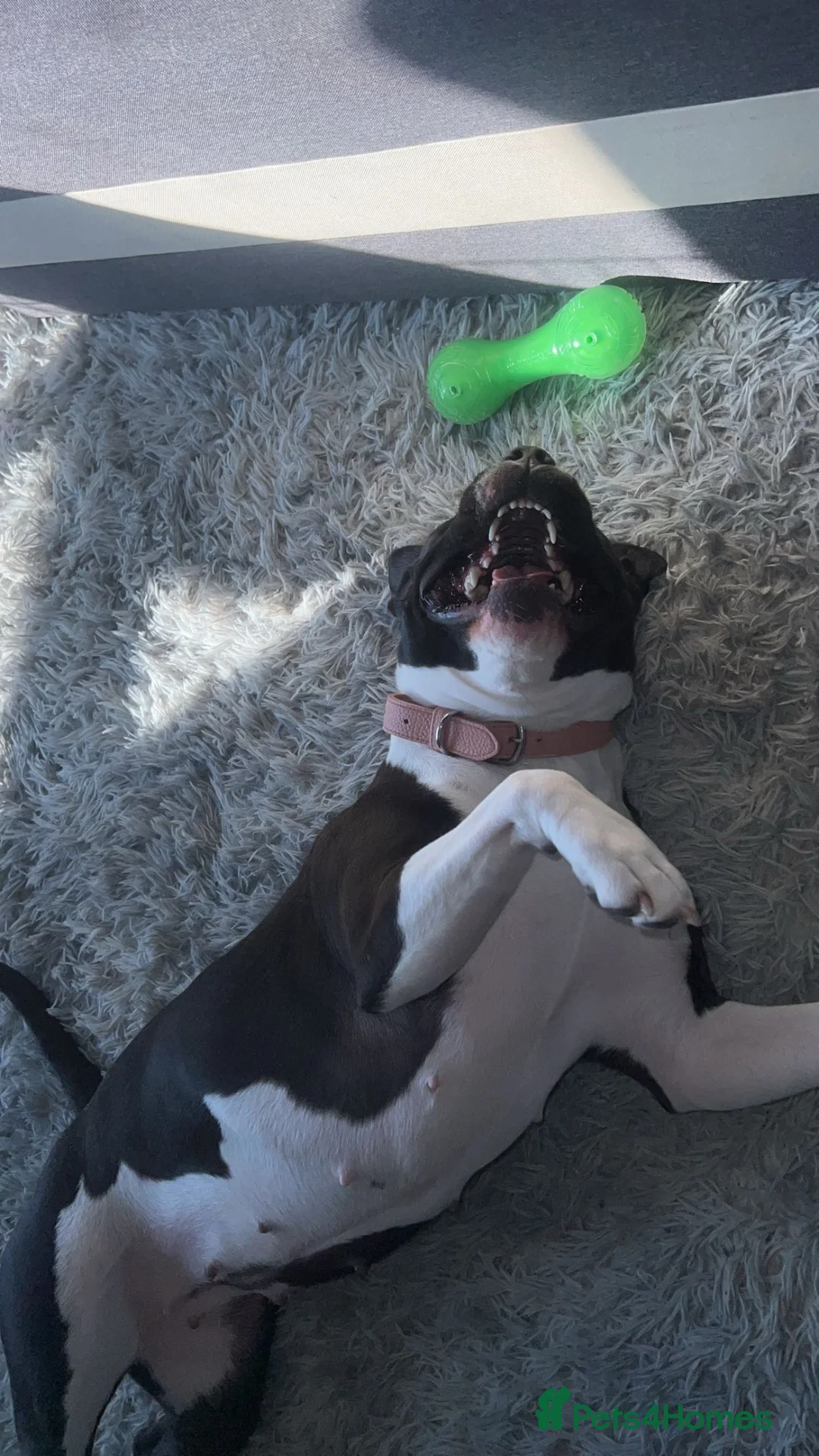 Mixed Breed dogs for sale: Staffordshire bull terrier mix female for sale - Advert 6
