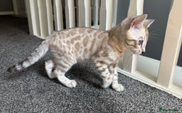 Bengal cats for sale: 🔥🏆OUTSTANDING SHOW BENGALS… READY 26th AUGUST💯 - Image 12