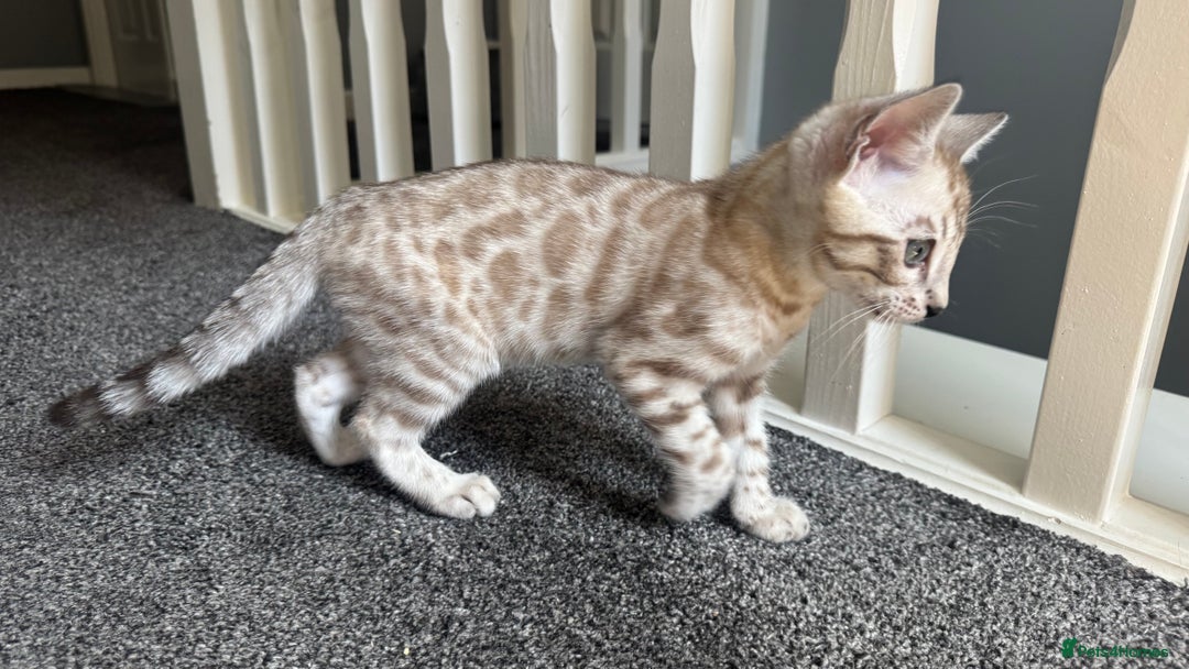 Bengal cats for sale: 🔥🏆OUTSTANDING SHOW BENGALS… READY 26th AUGUST💯 - Image 12